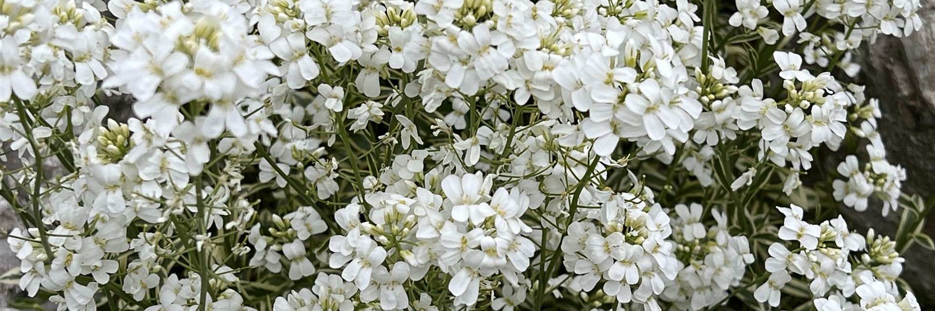 S90618_Start-Frühling